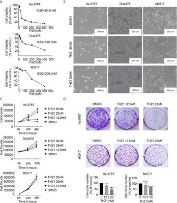 Targeting Mutated p53 Dependency in Triple-Negative Breast Cancer Cells Through CDK7 Inhibition